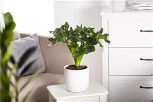 Philodendron bipinnatifidum 'Atom' - Philodendron 'Atom' Philodendron bipinnatifidum 'Atom' - Philodendron 'Atom'