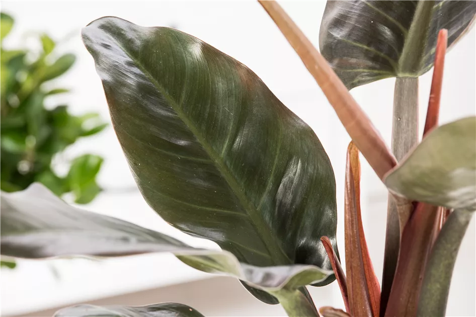 plants alocasia Alocasia odora ‘Batik’