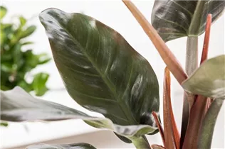 Philodendron erubescens 'Red Emerald' - Philodendron 'Red Emerald' Philodendron erubescens 'Red Emerald' - Philodendron 'Red Emerald'