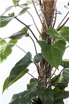 Philodendron erubescens 'Red Emerald' - Philodendron 'Red Emerald' Philodendron erubescens 'Red Emerald' - Philodendron 'Red Emerald'