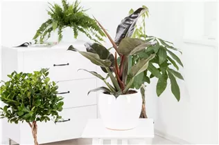 Philodendron erubescens 'Red Emerald' - Philodendron 'Red Emerald' Philodendron erubescens 'Red Emerald' - Philodendron 'Red Emerald'