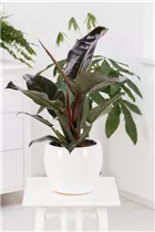 Philodendron erubescens 'Red Emerald' - Philodendron 'Red Emerald' Philodendron erubescens 'Red Emerald' - Philodendron 'Red Emerald'