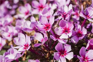 Phlox paniculata 'Early'® - Hohe Garten-Flammenblume 'Early'®