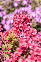 Phlox paniculata 'Early'® - Hohe Garten-Flammenblume 'Early'®