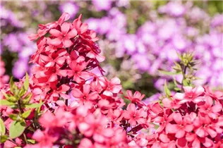 Phlox paniculata 'Early'® - Hohe Garten-Flammenblume 'Early'®