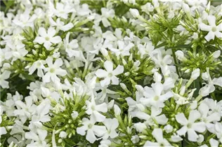 Phlox paniculata 'Early'® - Hohe Garten-Flammenblume 'Early'®