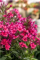 Phlox paniculata 'Early'® - Hohe Garten-Flammenblume 'Early'®