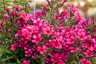 Phlox paniculata 'Early'® - Hohe Garten-Flammenblume 'Early'®