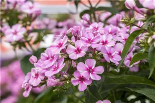 Phlox paniculata 'Early'® - Hohe Garten-Flammenblume 'Early'®