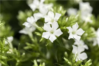 Phlox paniculata 'Early'® - Hohe Garten-Flammenblume 'Early'®
