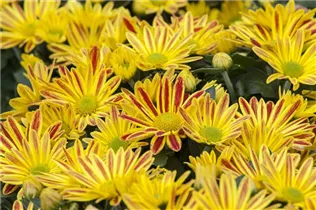 Chrysanthemum indicum - Herbst-Chrysantheme