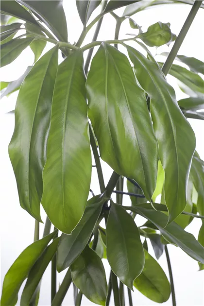 Philodendron 'Fun Bun'
