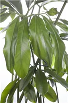 Philodendron 'Fun Bun' - Philodendron 'Fun Bun'