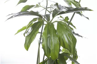 Philodendron 'Fun Bun' - Philodendron 'Fun Bun'