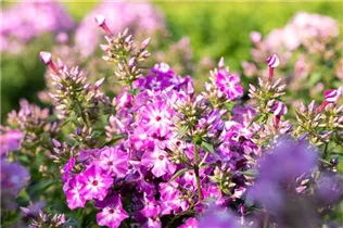 Phlox paniculata 'Flame Pink' - Hohe Garten-Flammenblume 'Flame Pink' Phlox paniculata 'Flame Pink' - Hohe Garten-Flammenblume 'Flame Pink'