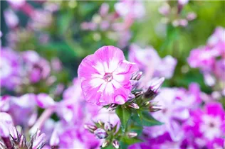 Phlox paniculata 'Flame Pink' - Hohe Garten-Flammenblume 'Flame Pink' Phlox paniculata 'Flame Pink' - Hohe Garten-Flammenblume 'Flame Pink'
