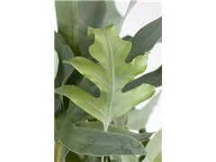 Phlebodium aureum 'Blue Star' - Blauer Tüpfelfarn Phlebodium aureum 'Blue Star' - Blauer Tüpfelfarn