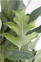 Phlebodium aureum 'Blue Star' - Blauer Tüpfelfarn Phlebodium aureum 'Blue Star' - Blauer Tüpfelfarn