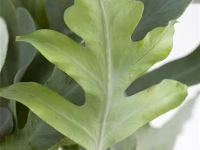 Phlebodium aureum 'Blue Star' - Blauer Tüpfelfarn Phlebodium aureum 'Blue Star' - Blauer Tüpfelfarn