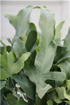 Phlebodium aureum 'Blue Star' - Blauer Tüpfelfarn Phlebodium aureum 'Blue Star' - Blauer Tüpfelfarn