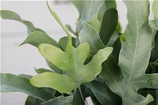 Phlebodium aureum 'Blue Star' - Blauer Tüpfelfarn Phlebodium aureum 'Blue Star' - Blauer Tüpfelfarn