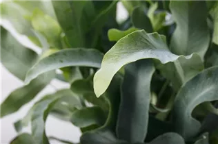 Phlebodium aureum 'Blue Star' - Blauer Tüpfelfarn Phlebodium aureum 'Blue Star' - Blauer Tüpfelfarn