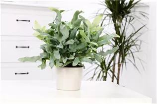 Phlebodium aureum 'Blue Star' - Blauer Tüpfelfarn Phlebodium aureum 'Blue Star' - Blauer Tüpfelfarn