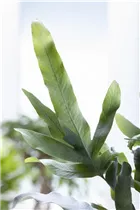 Phlebodium aureum 'Blue Star' - Blauer Tüpfelfarn Phlebodium aureum 'Blue Star' - Blauer Tüpfelfarn
