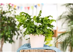Phlebodium 'Nicolas Diamond' - Farn 'Nicolas Diamond' Phlebodium 'Nicolas Diamond' - Farn 'Nicolas Diamond'