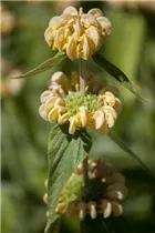 Phlomis russeliana - Syrisches Brandkraut Phlomis russeliana - Syrisches Brandkraut