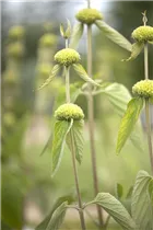 Phlomis russeliana - Syrisches Brandkraut Phlomis russeliana - Syrisches Brandkraut