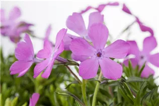 Phlox subulata 'Ronsdorfer Schöne' - Garten-Teppich-Flammenblume 'Ronsdorfer Schöne'