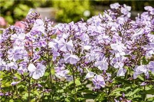 Phlox paniculata 'Prospero' - Hohe Garten-Flammenblume
