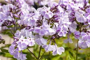 Phlox paniculata 'Prospero' - Hohe Garten-Flammenblume