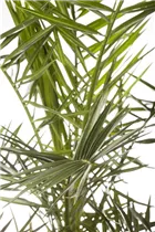 Phoenix roebelenii - Zwerg-Dattelpalme Phoenix roebelenii - Zwerg-Dattelpalme