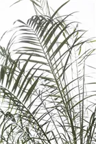 Phoenix roebelenii - Zwerg-Dattelpalme Phoenix roebelenii - Zwerg-Dattelpalme