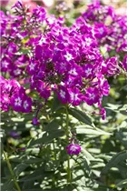 Phlox paniculata 'Wennschondennschon' - Hohe Garten-Flammenblume 'Wennschondennschon'