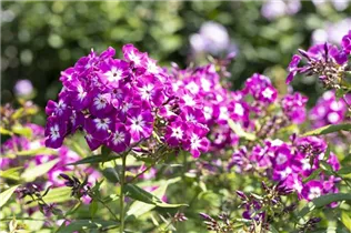 Phlox paniculata 'Wennschondennschon' - Hohe Garten-Flammenblume 'Wennschondennschon'
