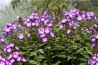 Phlox paniculata 'Wilhelm Kesselring' - Hohe Garten-Flammenblume 'Wilhelm Kesselring'