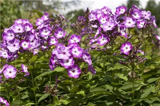 Phlox paniculata 'Wilhelm Kesselring' - Hohe Garten-Flammenblume 'Wilhelm Kesselring'