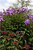 Phlox paniculata 'Wilhelm Kesselring' - Hohe Garten-Flammenblume 'Wilhelm Kesselring'