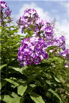 Phlox paniculata 'Wilhelm Kesselring' - Hohe Garten-Flammenblume 'Wilhelm Kesselring'