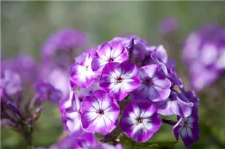 Phlox paniculata 'Wilhelm Kesselring' - Hohe Garten-Flammenblume 'Wilhelm Kesselring'