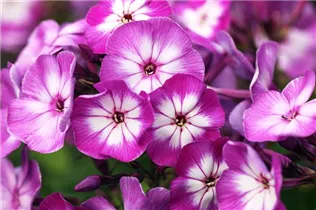 Phlox paniculata 'Wilhelm Kesselring' - Hohe Garten-Flammenblume 'Wilhelm Kesselring'