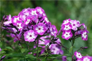 Phlox paniculata 'Wilhelm Kesselring' - Hohe Garten-Flammenblume 'Wilhelm Kesselring'