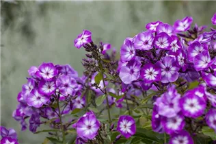 Phlox paniculata 'Wilhelm Kesselring' - Hohe Garten-Flammenblume 'Wilhelm Kesselring'