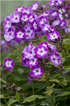 Phlox paniculata 'Wilhelm Kesselring' - Hohe Garten-Flammenblume 'Wilhelm Kesselring'