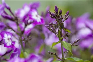 Phlox paniculata 'Wilhelm Kesselring' - Hohe Garten-Flammenblume 'Wilhelm Kesselring'