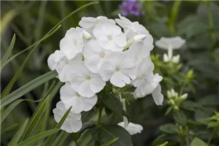 Phlox paniculata 'Younique White' - Hohe Flammenblume 'Younique White'