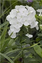 Phlox paniculata 'Younique White' - Hohe Flammenblume 'Younique White'